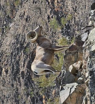 Desert Bighorn Sheep